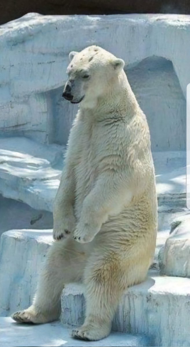 왕치돈엉덩이빵 tweet media