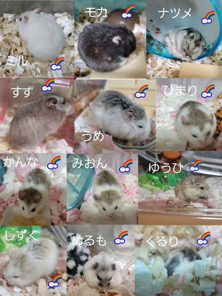 HamukatuK's tweet photo. 🐹マイファミリー　2026.4.5更新
🌈は旅立った子達
皆可愛い大切な家族
多少順番が前後してる子もいるけど、だいたい初期メンバーから並んでいるため、🌈組が主に先に並んでます
ツリーにも続きます https://t.co/jRL2aWVszI