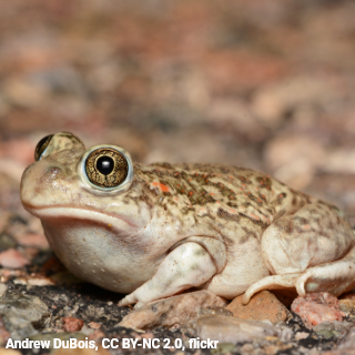 American Museum of Natural History tweet media