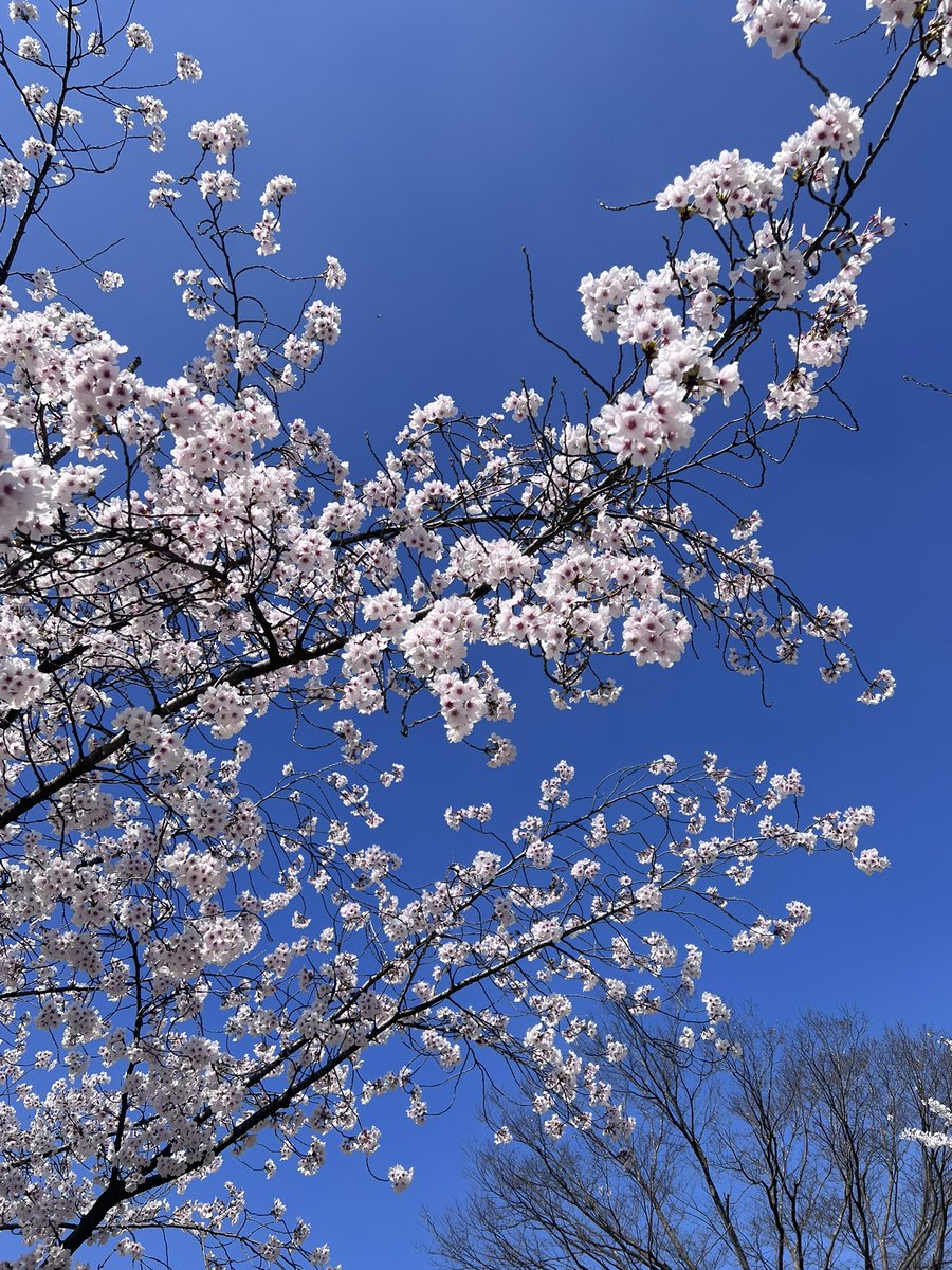 kfsluv's tweet photo. 가족여행 왔는데 1남2녀 서로간에 각종 비방 험담 헐뜯기 트집잡기가 난무해서 정신 못차리는중 힘들다 ㅋㅋㅋㅋㅋㅋ 그래도 벚꽃 만개해서 너무 이쁘다네요 https://t.co/GVLRA8e3IV