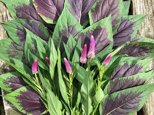 Ọ̀gbẹni Tọm tweet media