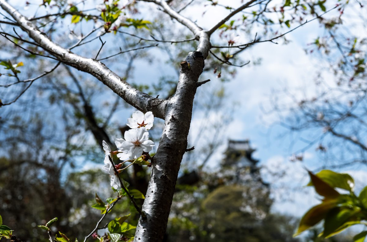 Sakura(作楽) tweet media