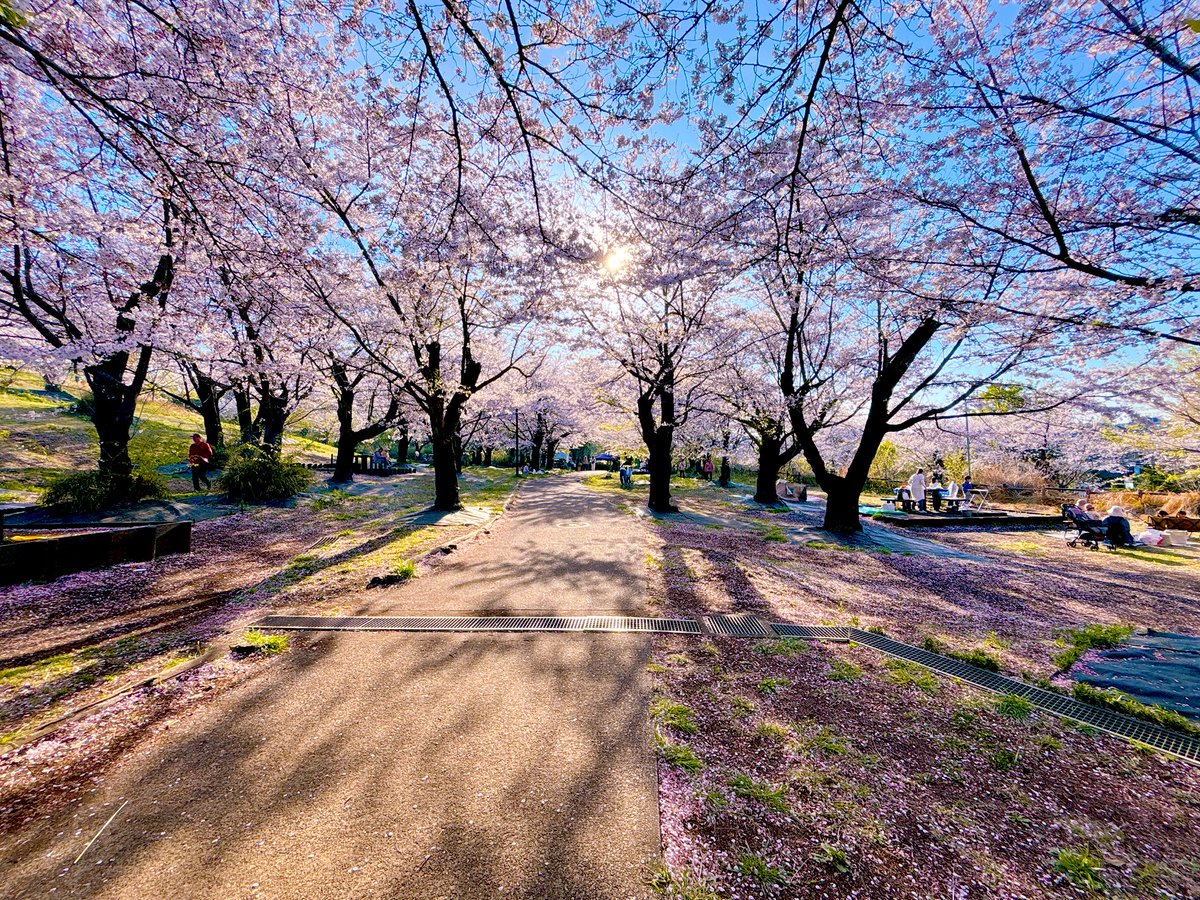 あむれすと🍀趣味垢 tweet media