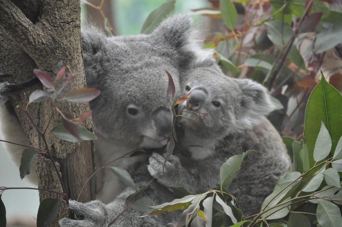 おぐらとーすと. tweet media