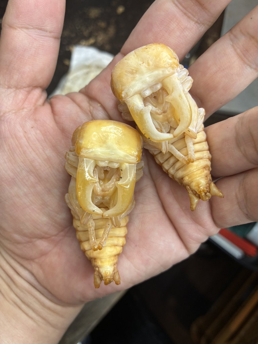 STAG_BEETLE_JAPAN tweet media