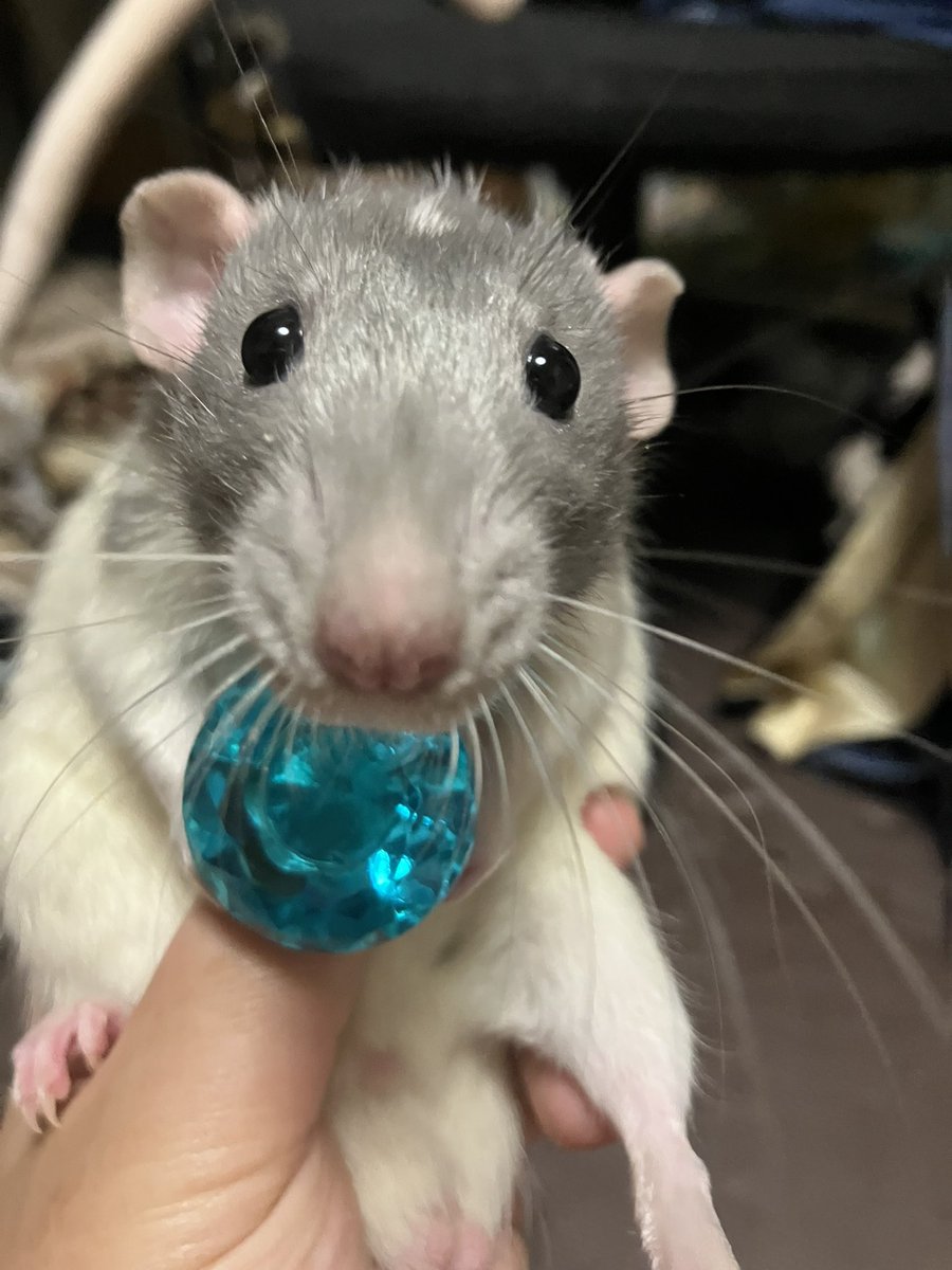 ハナミ tweet media