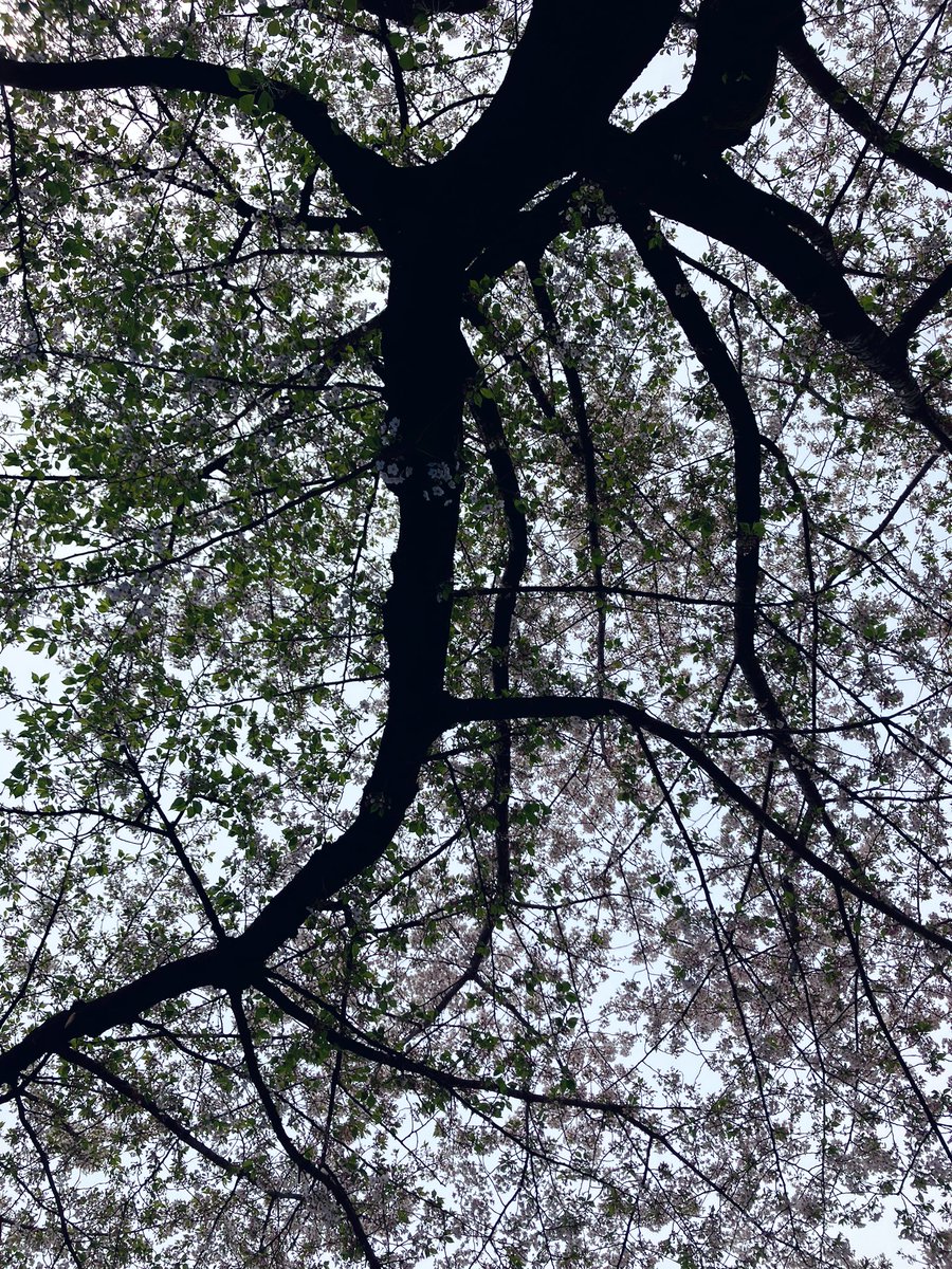 元🦦板橋区同好会 tweet media