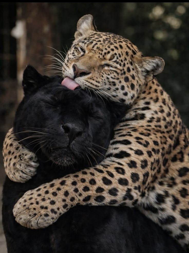 A N I M A L S tweet media