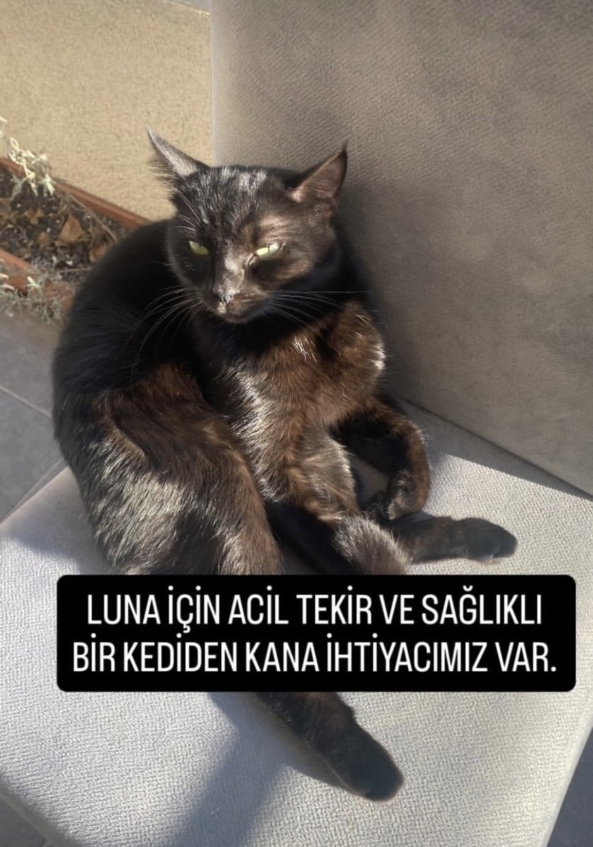 BMO (bimoş🐾) tweet media