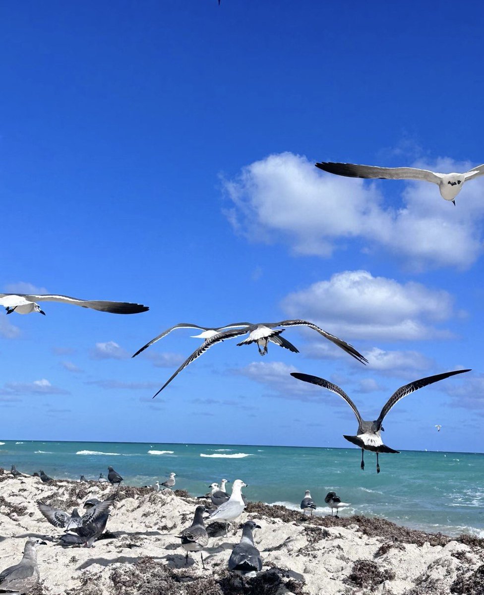 Ed_maria12's tweet photo. The freedom of the sea breeze is indescribable. Enjoy this fleeting moment, forget all your troubles, return to the charm of nature, and heal your weary soul https://t.co/oVZfx1uJ1X