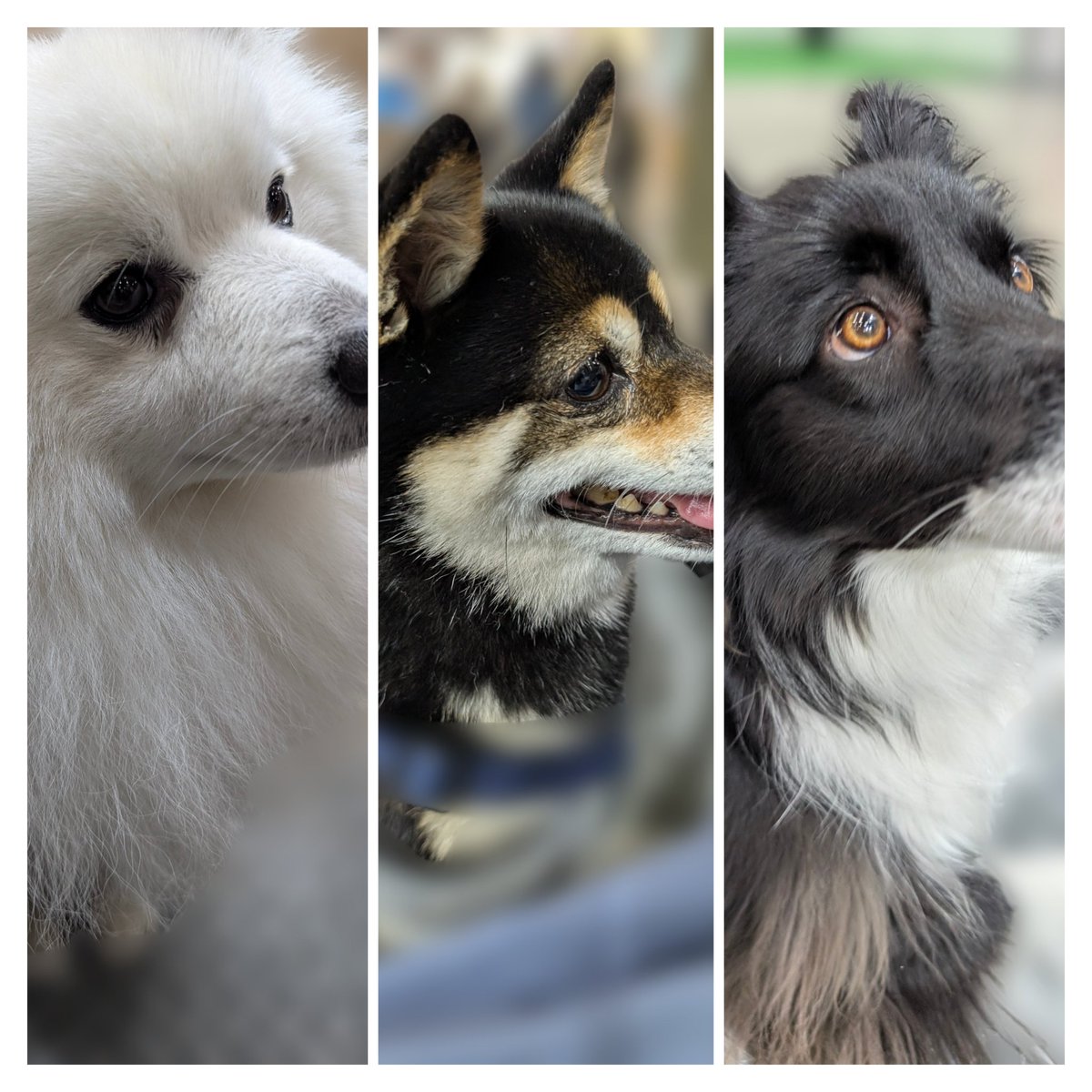 Tommy_Roger&Windsor tweet media