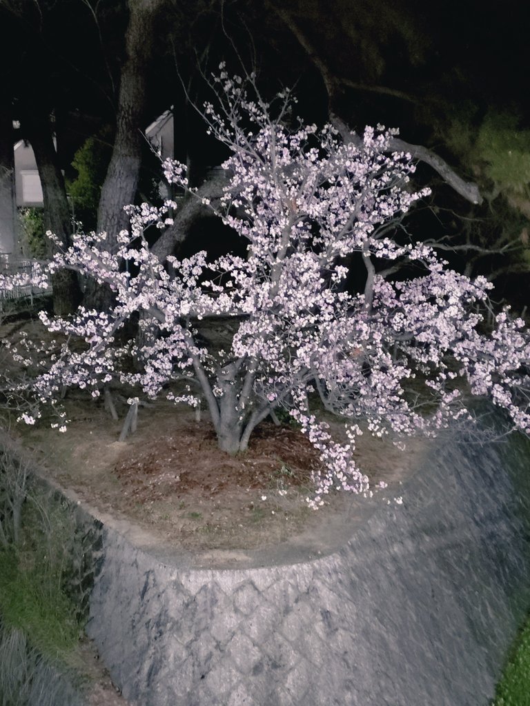 tomocococo tweet media