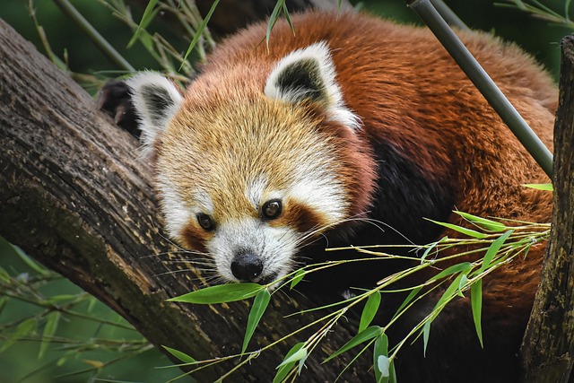 Augusta Cross tweet media