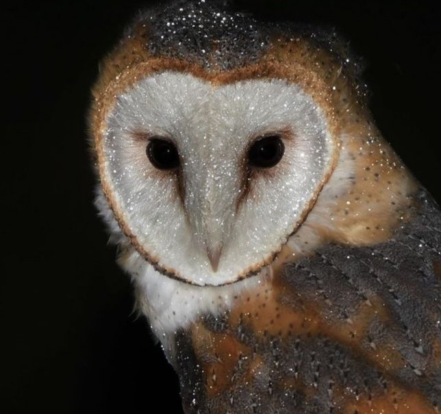 ren~( آدم )🇵🇸 tweet media