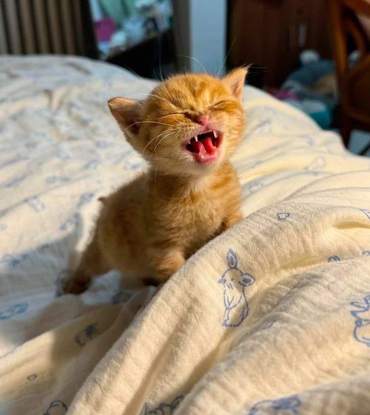 𓇢𓆸 𝑪𝘰𝘳𝘶𝘫𝘢 alt tweet media