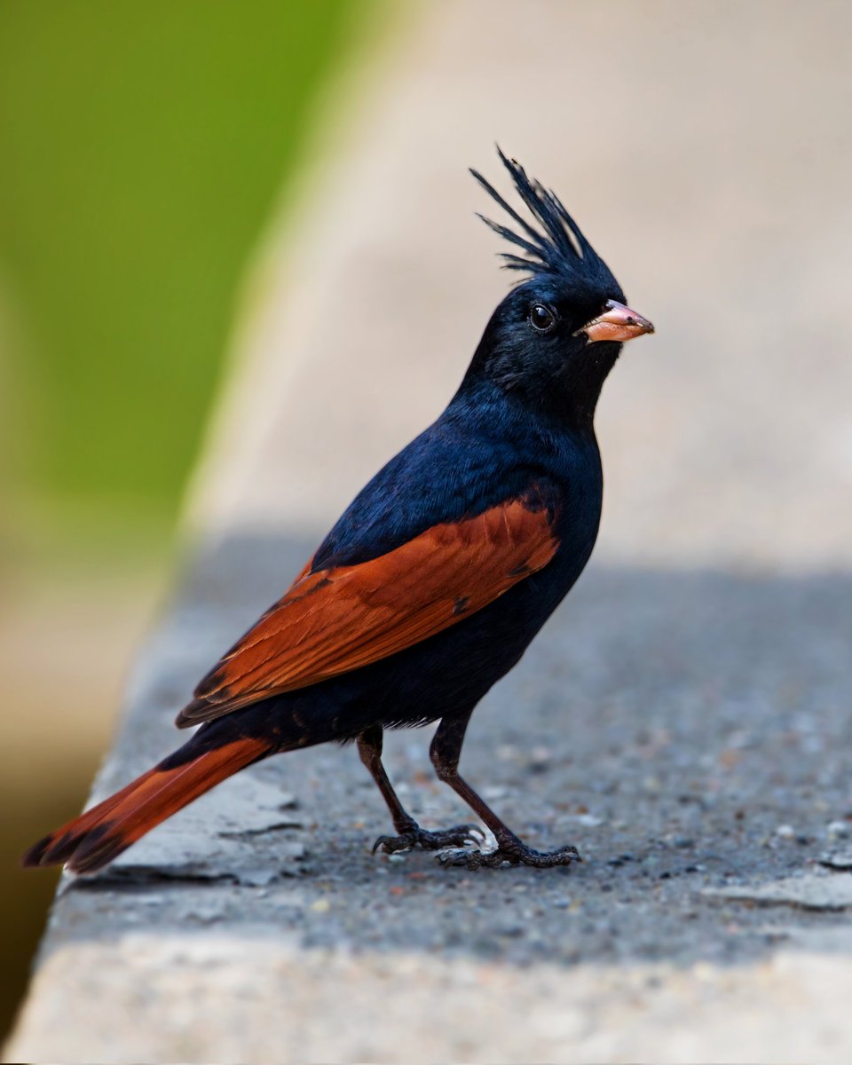 Pankaj Kumar tweet media