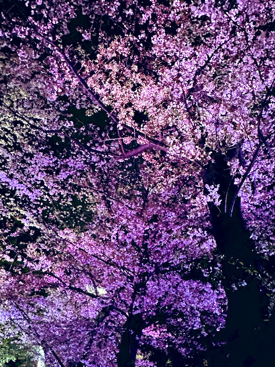 verymama0303's tweet image. 4月4日幸せな日でした🌸　
今年初のライブツアー
CALLING東京公演✨　

タイトルの通り歌う事が天職と
本心を語り音楽にのせて
想いを届けてくれて🥹
最幸のライブでした🍀
素敵なBD🎁✨になりました☺️🍀

#上田タカヒロ
#CALLING
#東京公演