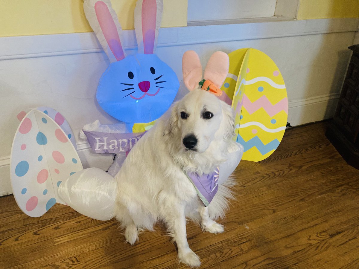 Anna The Pyrenees tweet media