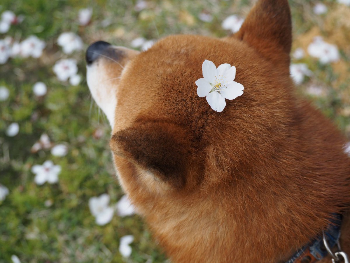 kanae_pon tweet media