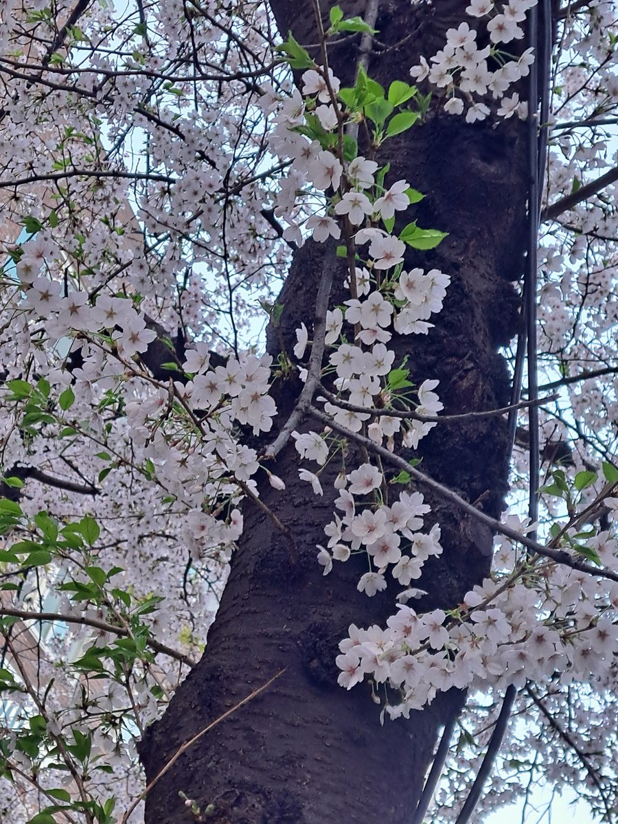 핑타쥬 tweet media