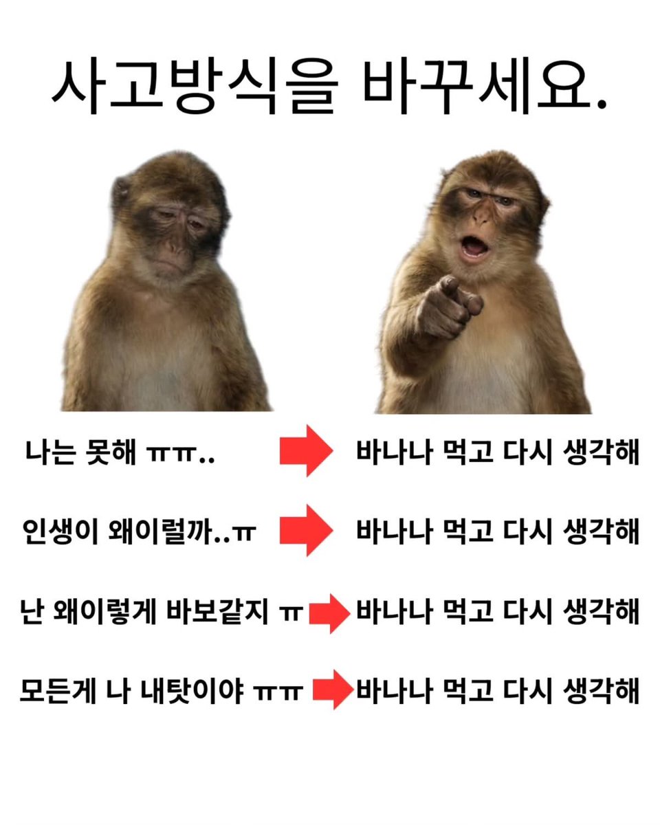 빵피바라 tweet media