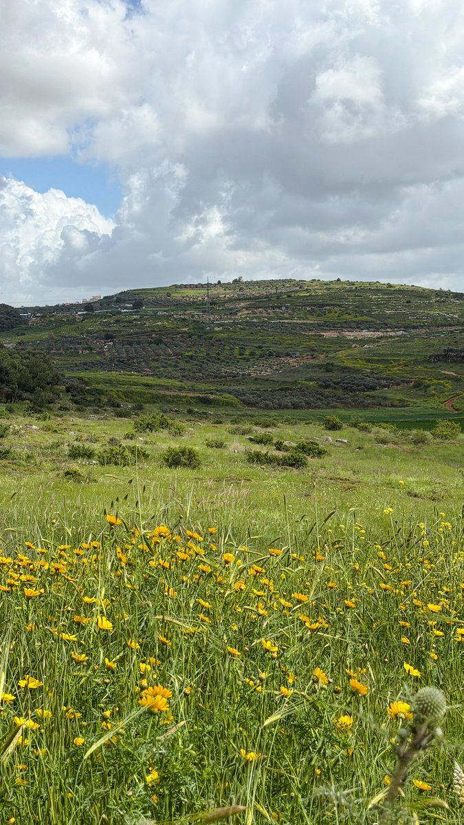 محمد tweet media