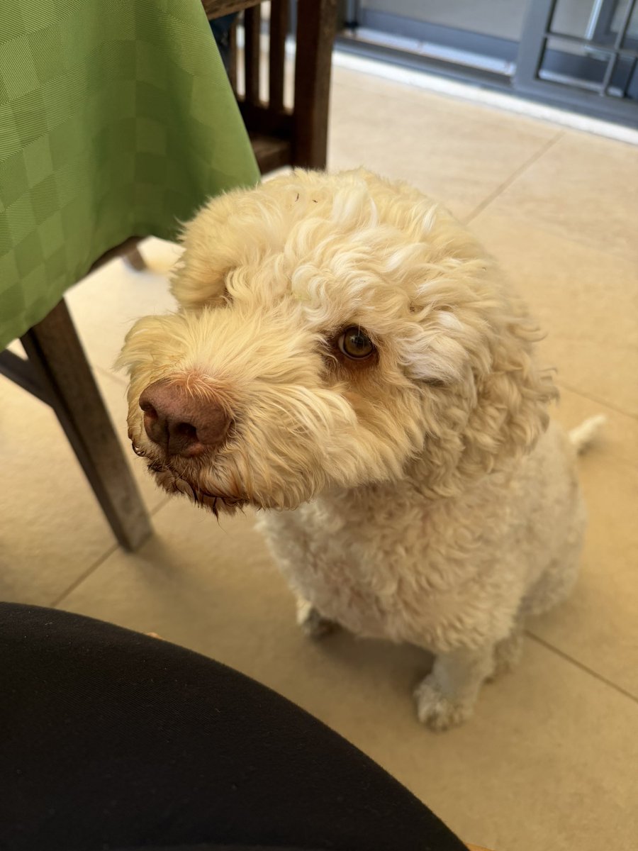 Daniela Sisi tweet media