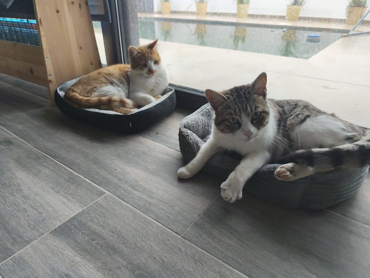 Prodromos Taliotis tweet media