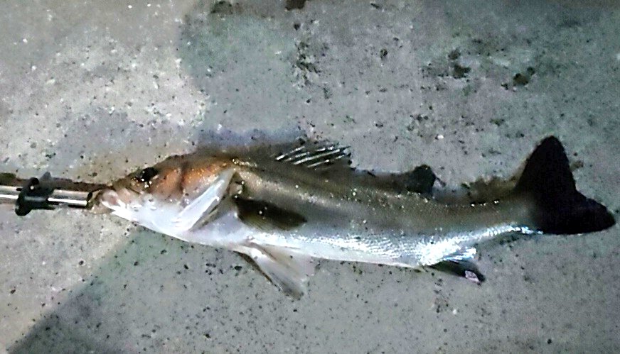 かに玉🐙 tweet media