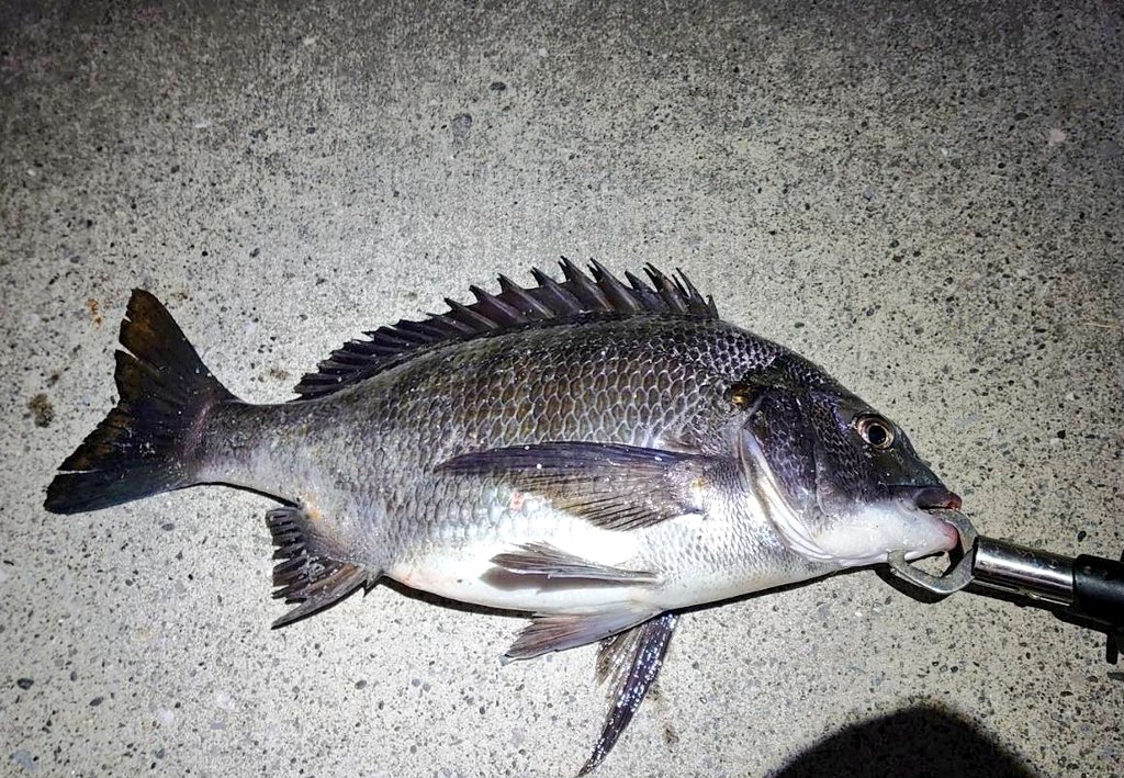 かに玉🐙 tweet media