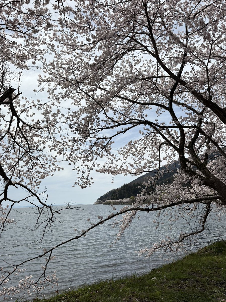 まふ🦐 tweet media