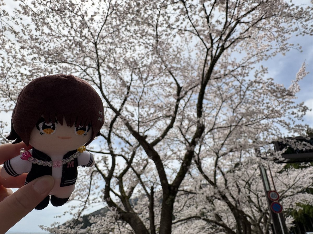 まふ🦐 tweet media