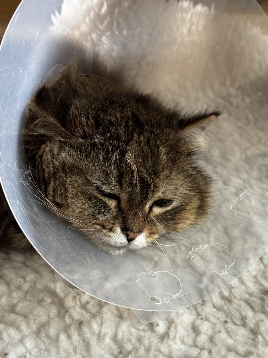 Serylia ✨ tweet media