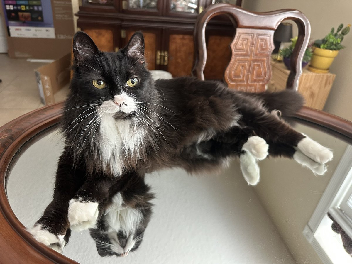 cat named psycho tweet media