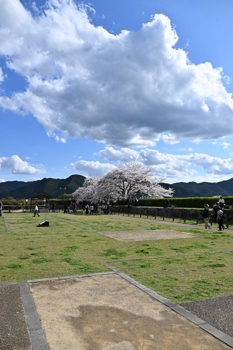 くまおやじ❣️٩( ᐛ )و🤳 tweet media