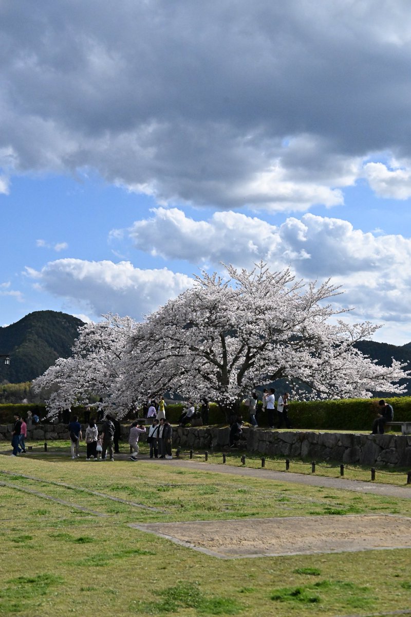 くまおやじ❣️٩( ᐛ )و🤳 tweet media