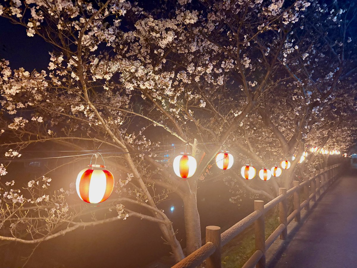 ねぎとろ tweet media