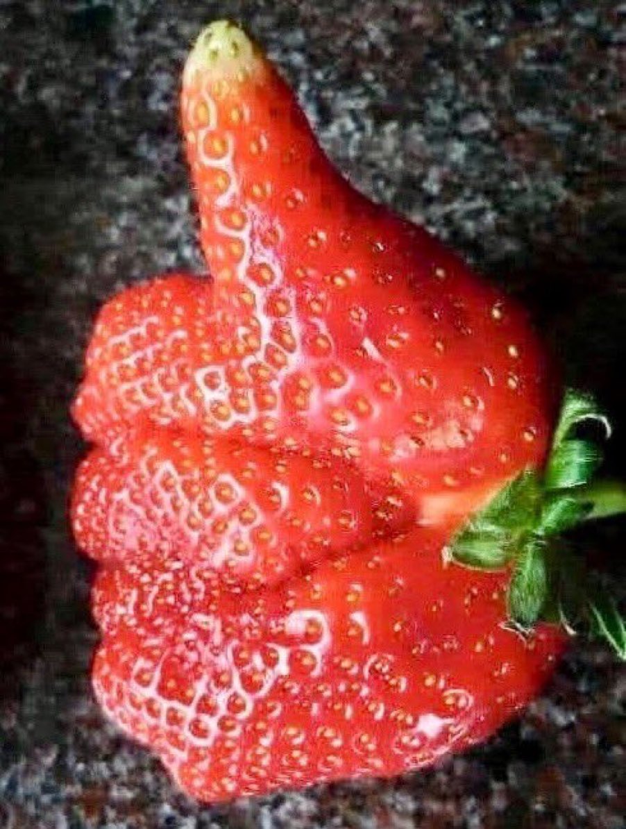 ネコの時間 tweet media