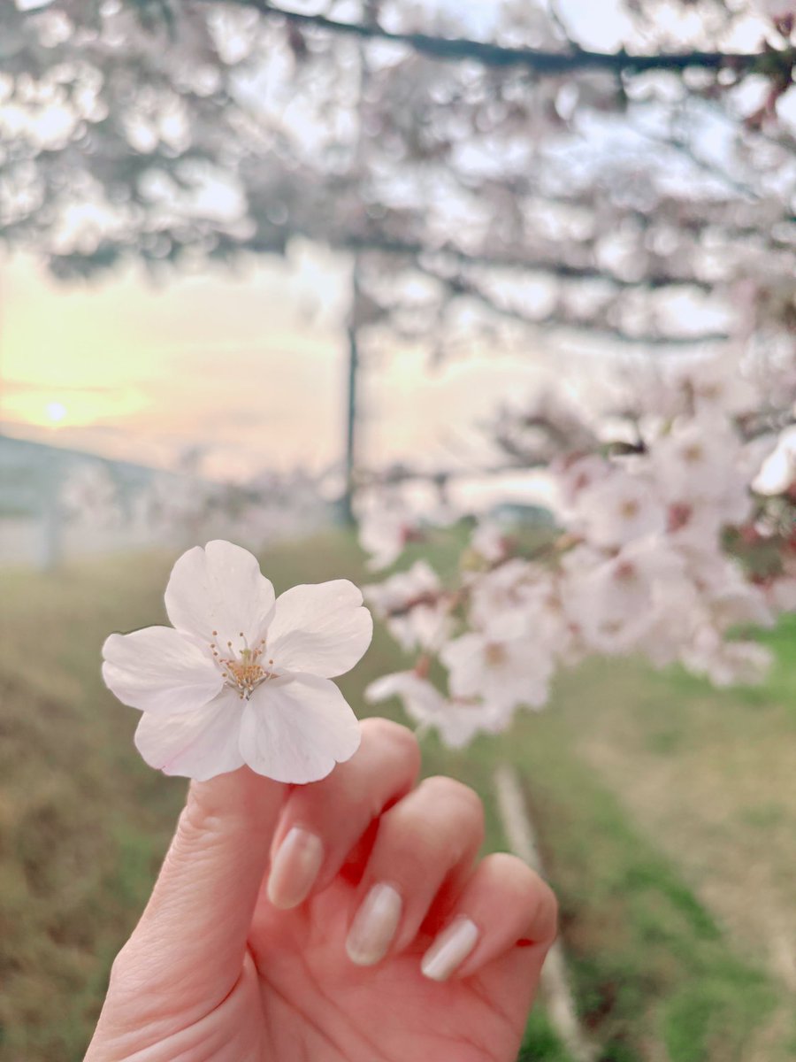 めろぱん@ねむい tweet media