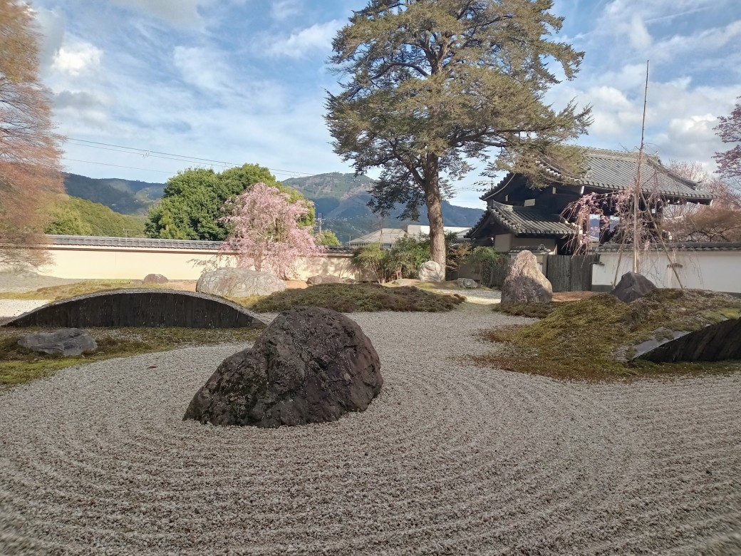 石座神社と実相院の桜