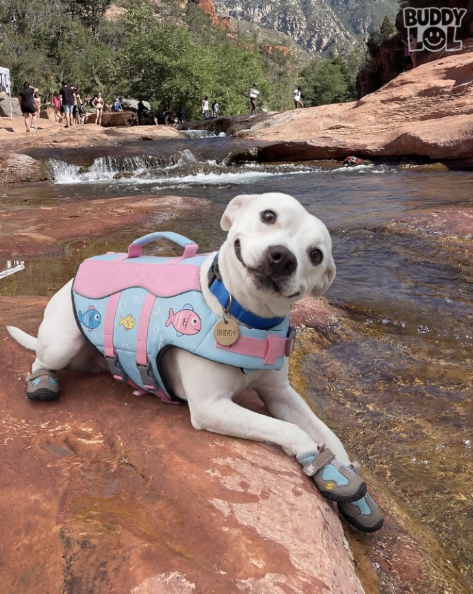 Best in Dogs tweet media