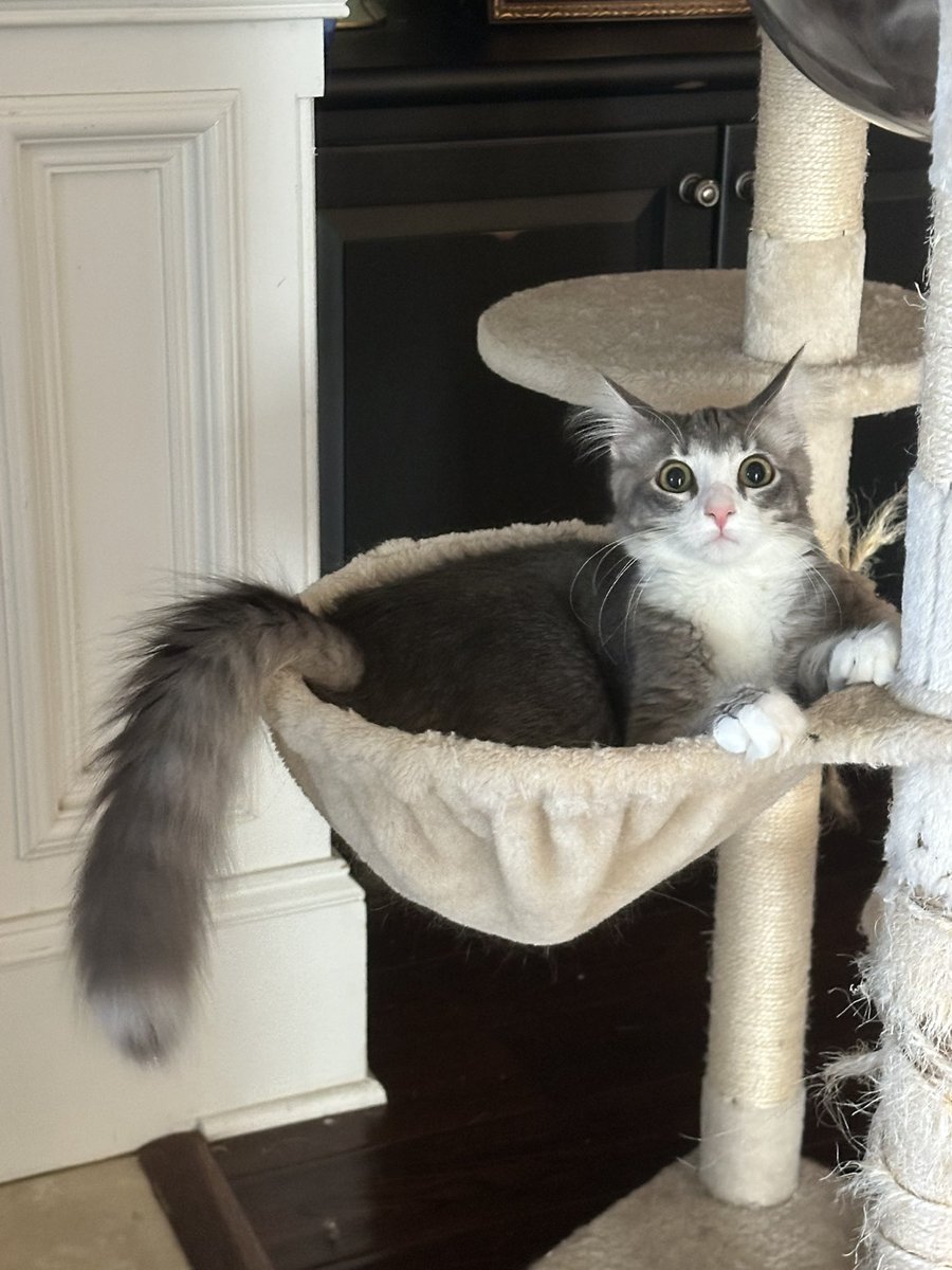 kitten named charlotte tweet media