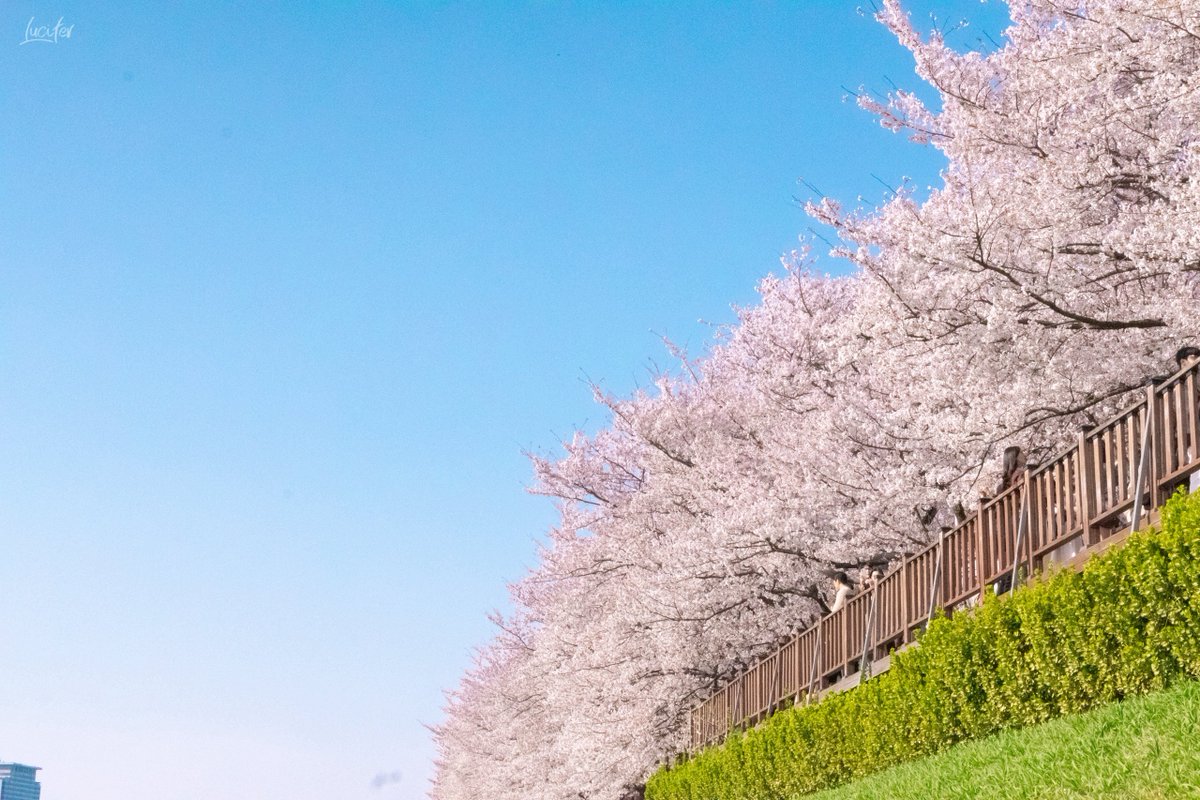 올해도 무사히 올해의 벚꽃을 😄🌸