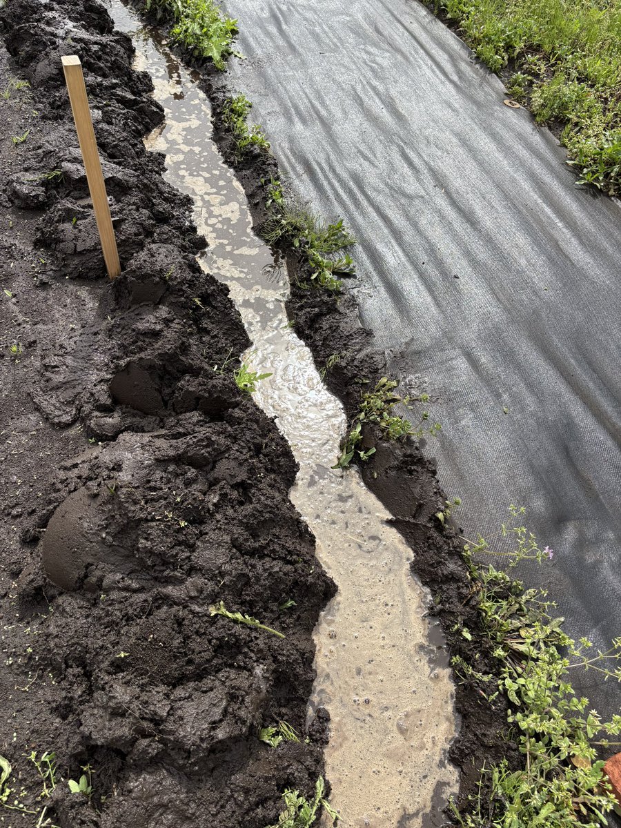 sudachisuke's tweet photo. 4/5
今日も農園仕事
農園行ってみたら水溜まりまくっててびっくり😱かなりぬかるんでいる
作物に影響出そうだから水路掘り頑張りました💪
なんか冷たいと思ったら長靴穴開いてて絶望
#マイファーム https://t.co/T6NA8BUAQn