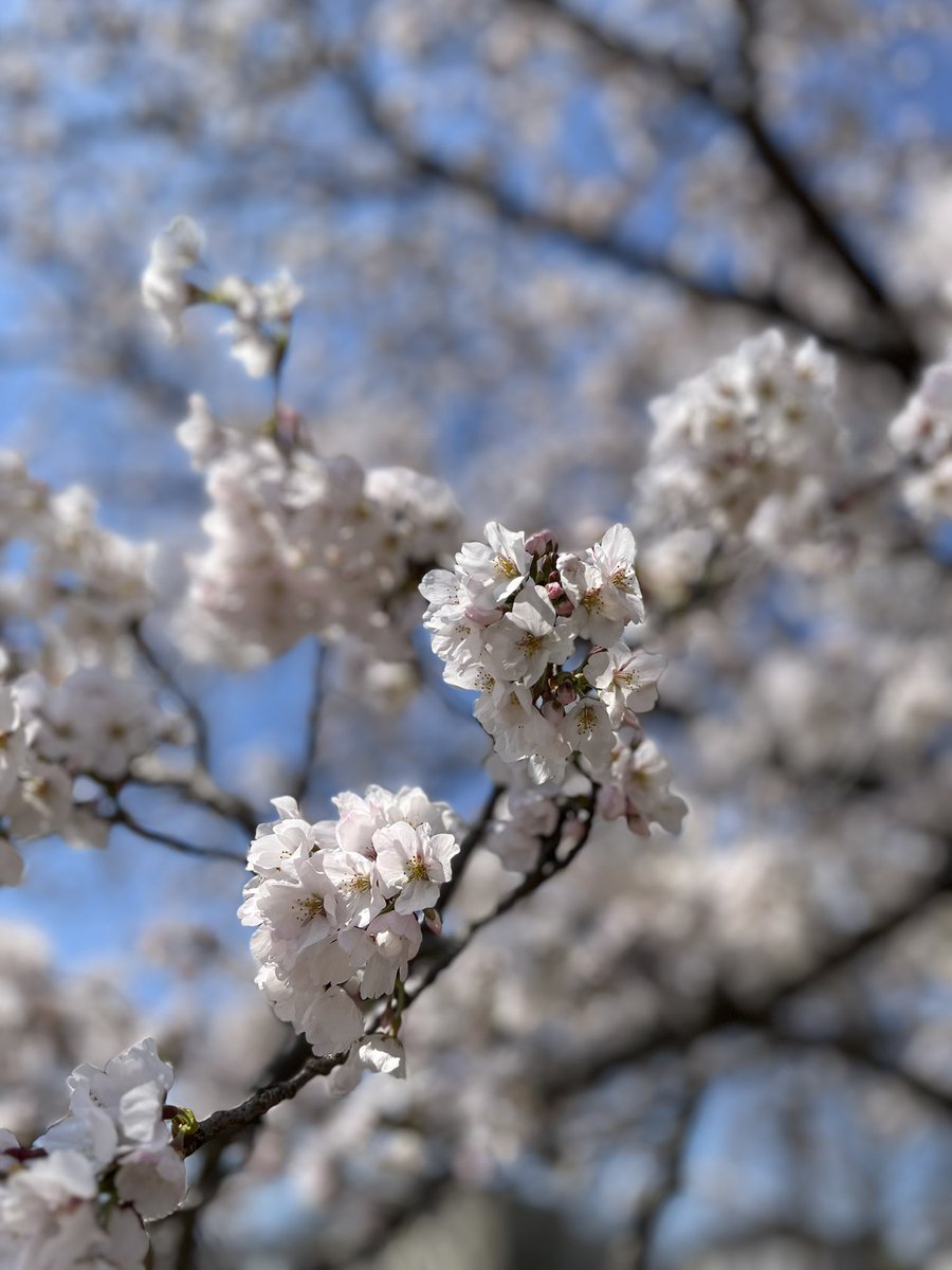 橙乃モト tweet media