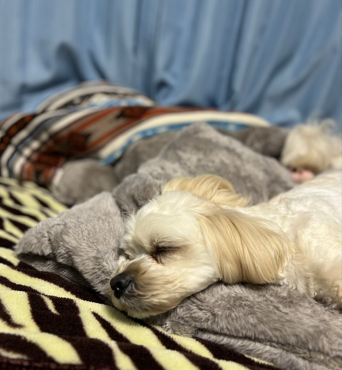 BleuTapis's tweet photo. ぐっすり寝てる🐶
いい夢いてるといいな✨
(´- .̮-)…zzZ https://t.co/DUJH9aVPbH
