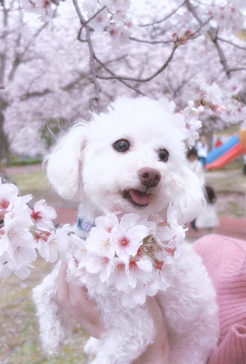 う い ໒꒱.+ tweet media