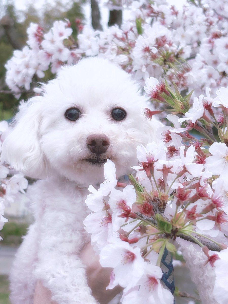 う い ໒꒱.+ tweet media