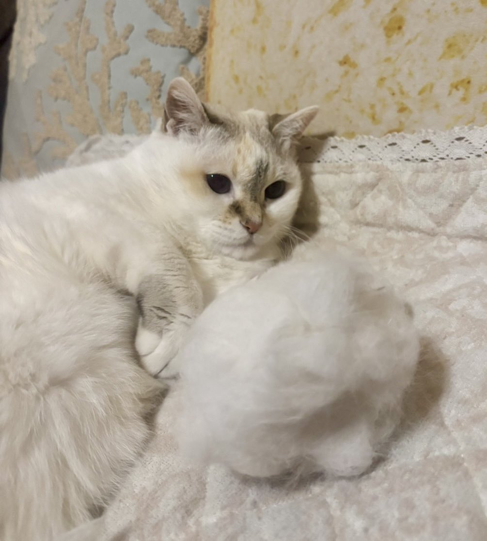 べりんこ tweet media