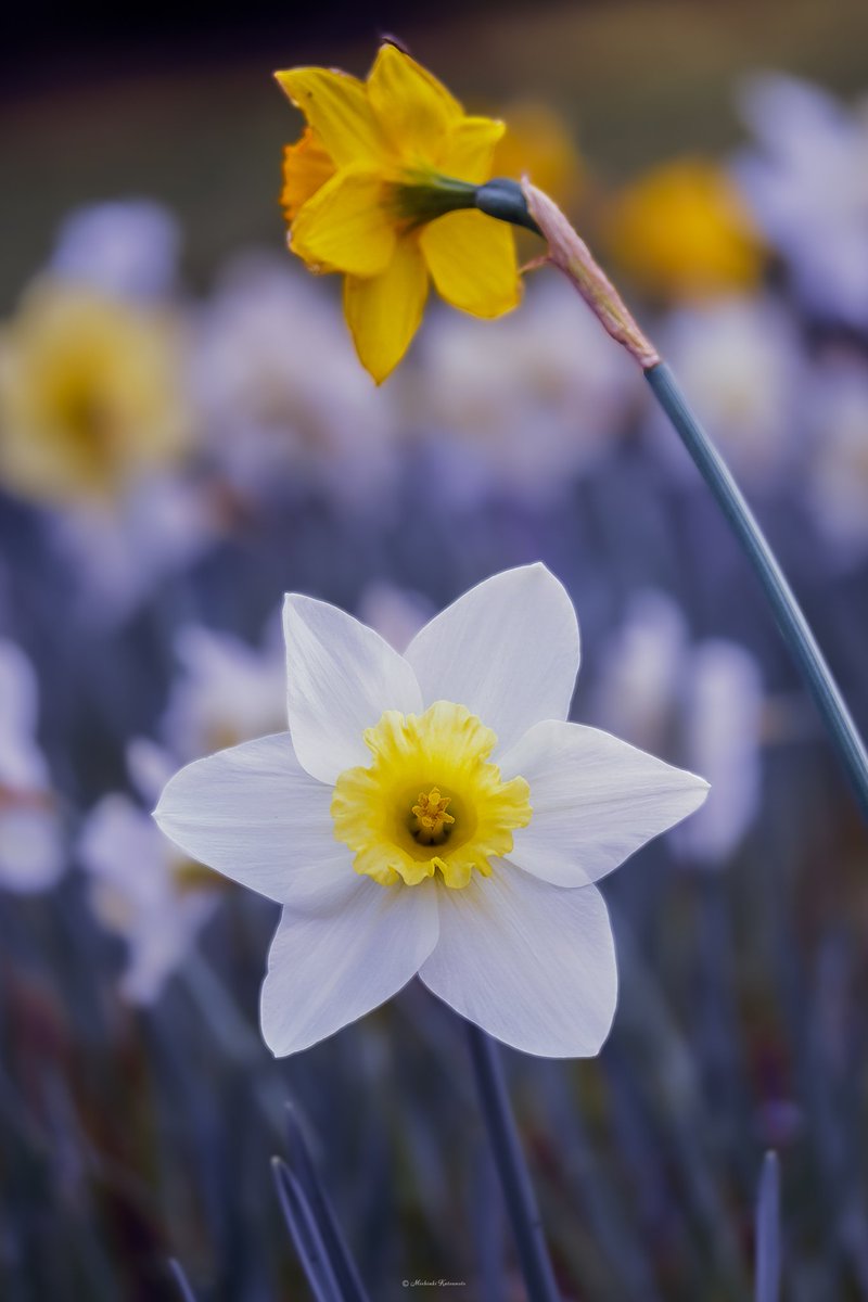 Akasha_Lounge tweet media